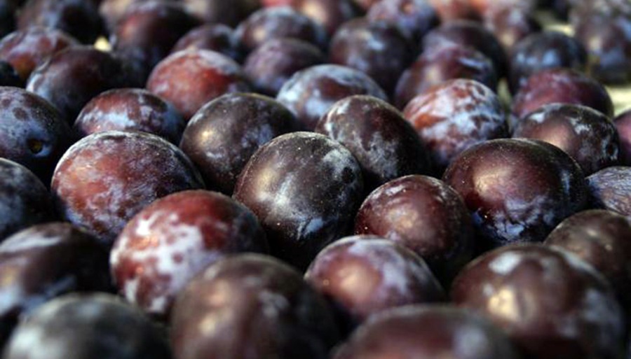 La ciruela brilla: La proyección de cosecha marca un 12% más que el promedio histórico