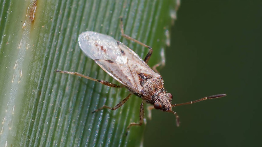 A cuidarse de la chinche de la semilla en maíz