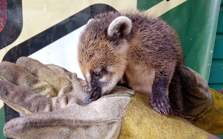 Cazadores, traficantes y tala ilegal: El frente verde de la Policía de Misiones suma más de 130 rescates