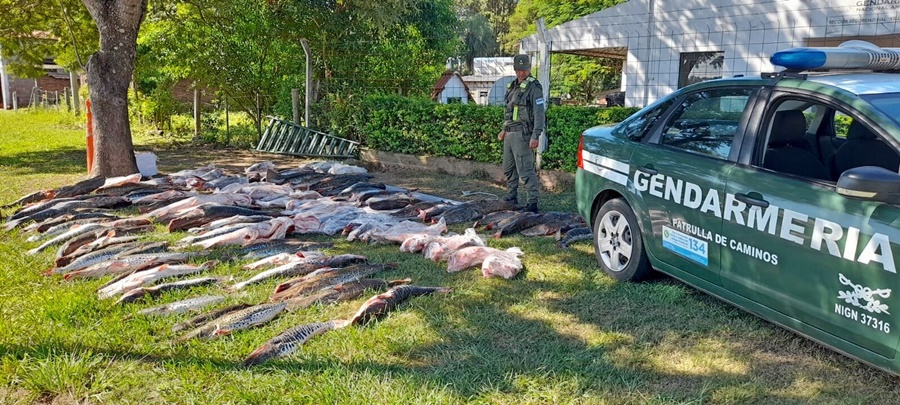 Gendarmería Nacional secuestró 153 piezas ícticas: Los especímenes eran transportados sin la cadena de frío correspondiente
