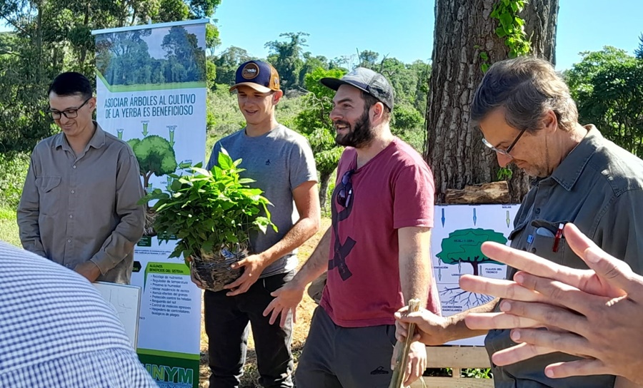 Implantación de árboles nativos en un yerbal de la localidad misionera de Los Helechos