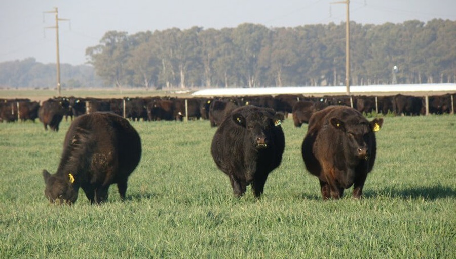 Cumbre de cambio climático: “A la ganadería le adjudican emisiones que no le corresponden”