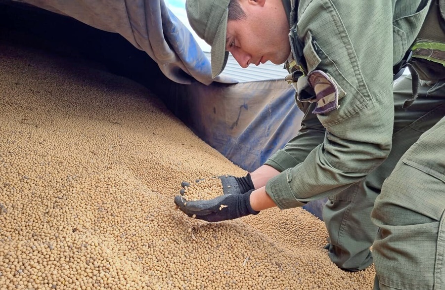 Gendarmería Nacional secuestró más de 239 toneladas de granos