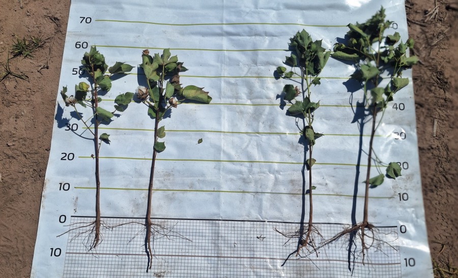 Nutrición estratégica: La clave para maximizar el rendimiento del algodón