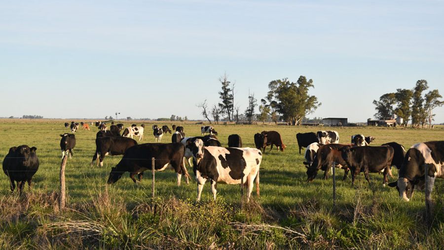 Confirman suba del 12% en la producción de leche durante el primer semestre del 2025: El stock de vacas lecheras también mostró una recuperación significativa