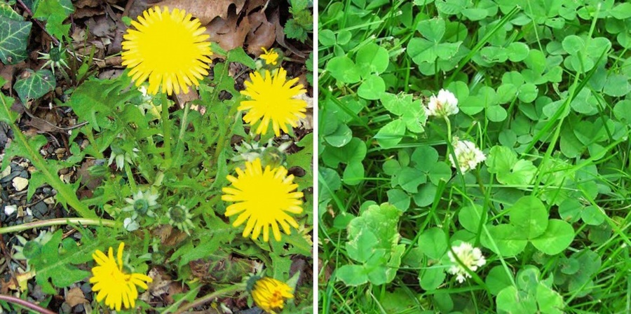 Plantas indicadoras de la salud del suelo