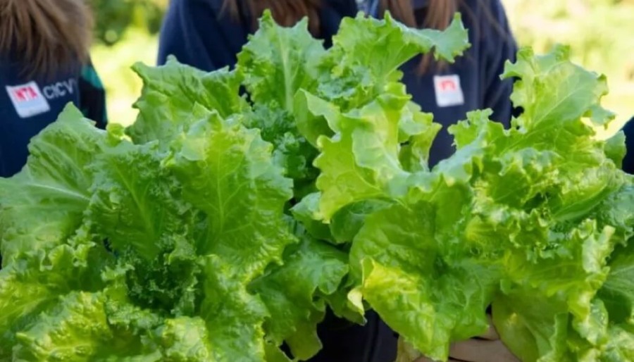 Una lechuga con más hojas: La “crespa” de INTA que revoluciona la horticultura