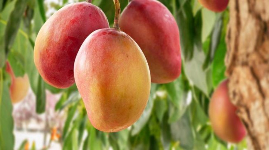 Buscan potenciar el mercado de mangos misioneros: En la actualidad, se registran más de 50 hectáreas con variedades