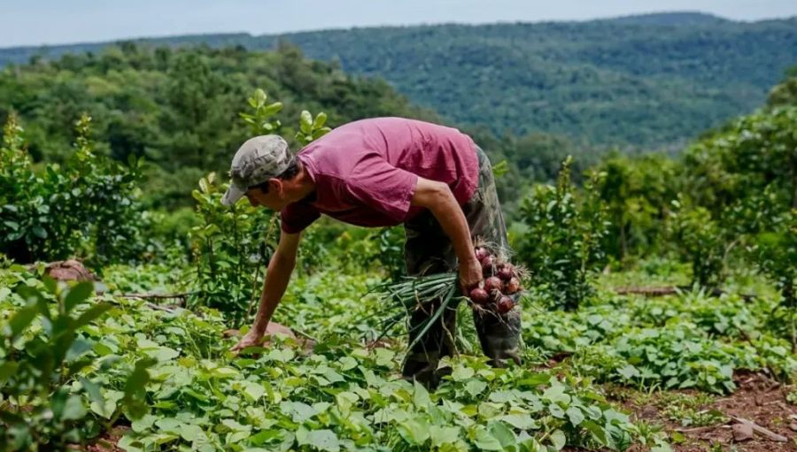 Misiones: Las chacras multiproductivas impulsan la soberanía alimentaria y mejoran la rentabilidad, los productores logran abastecer el consumo familiar en las Ferias Francas y Mercados Regionales