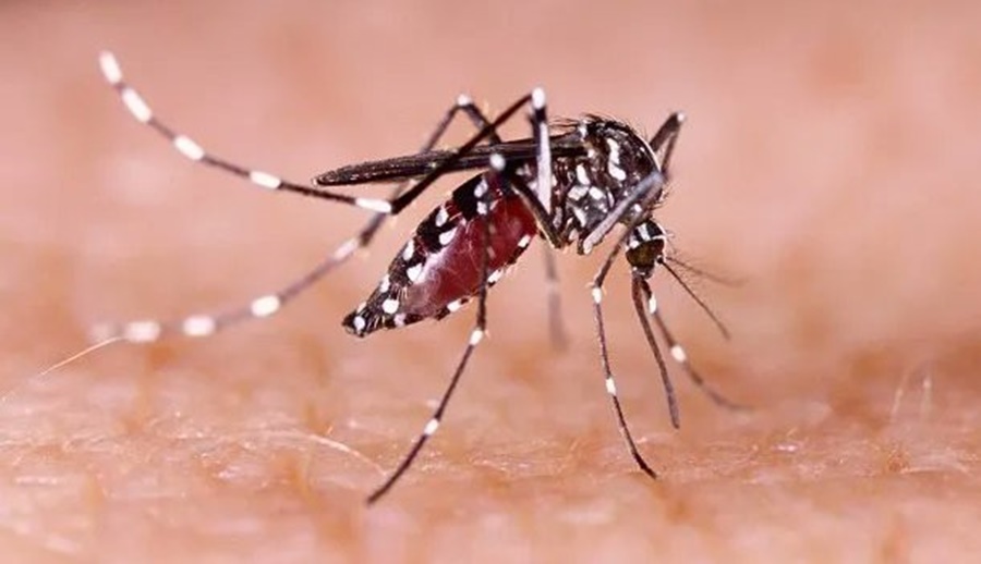 "Angustia ambiental", la nueva preocupación de los argentinos a causa del brote de Dengue