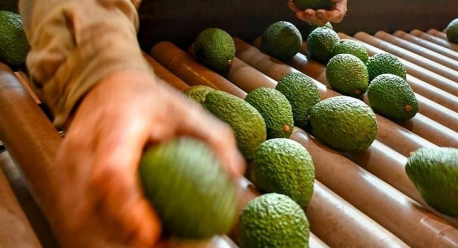 Se realizará una capacitación gratuita sobre cultivo de palta en el Municipio misionero de San Vicente