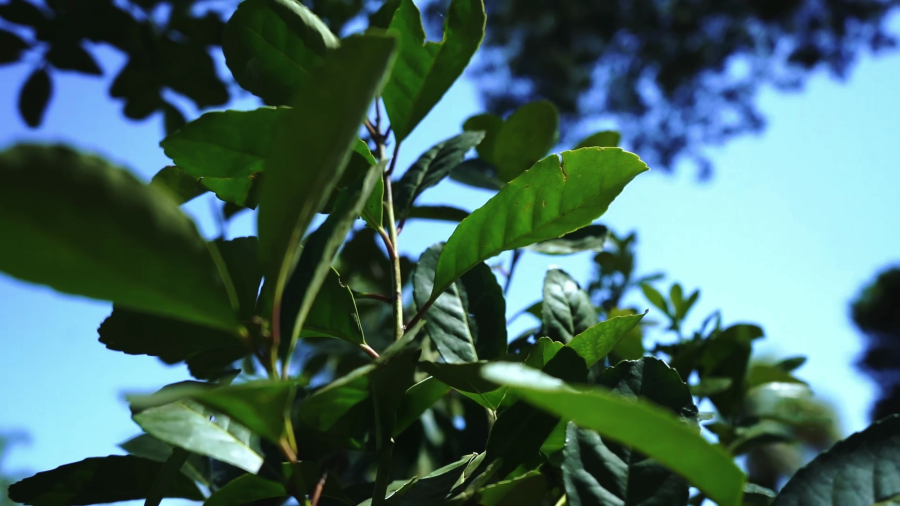 Misiones: Molinos y cooperativas avanzan en la fijación de precios para el inicio de la zafra yerbatera