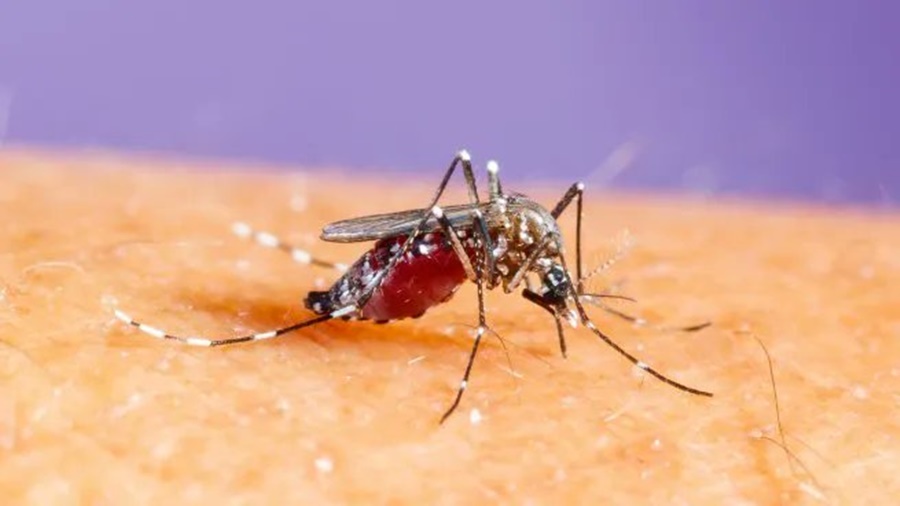 Datos alarmantes: Dengue en Argentina, confirman 129 muertes y más de 180.000 casos