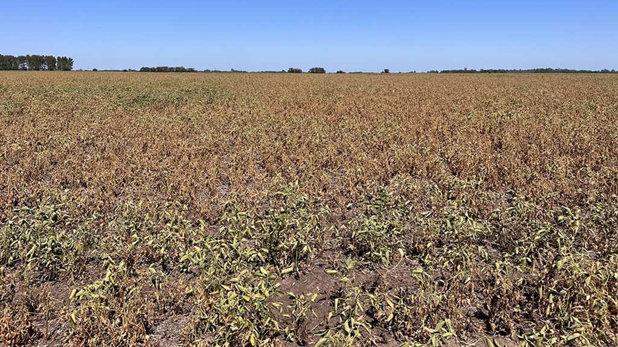 Daño histórico por sequía: Se esperan cosechar sólo 6.5 Mt de soja en zona núcleo