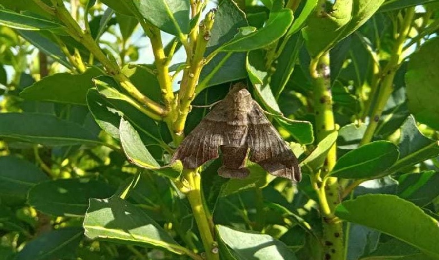 Monitoreo para evitar daños por plagas en yerbales