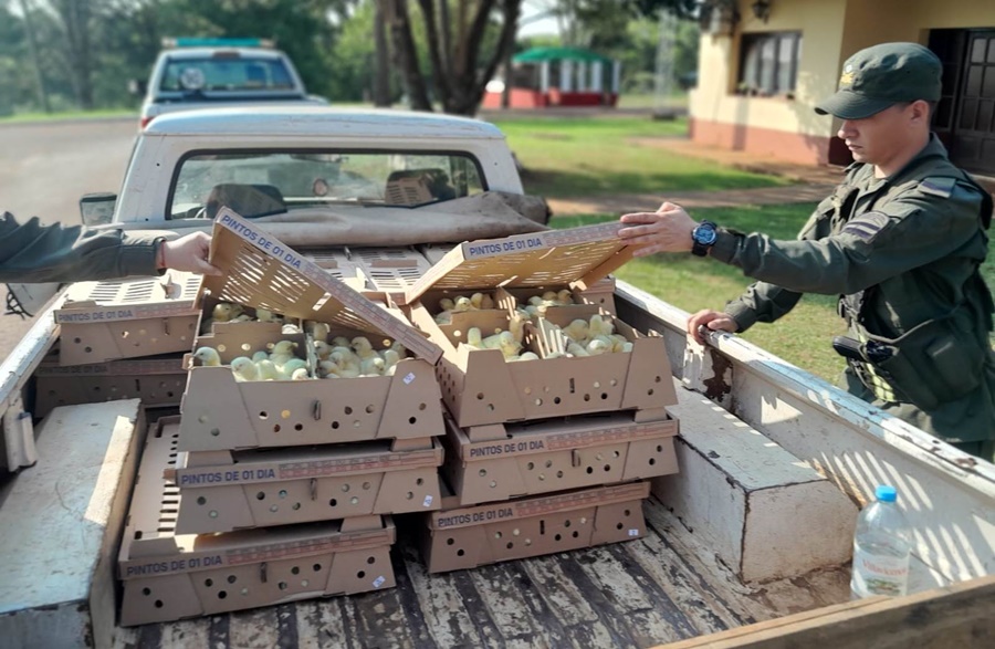 Pretendía ingresar con pollitos de origen brasilero al territorio nacional, habían sido ingresadas por un paso internacional no habilitado y no contaban la documentación ni los permisos correspondientes
