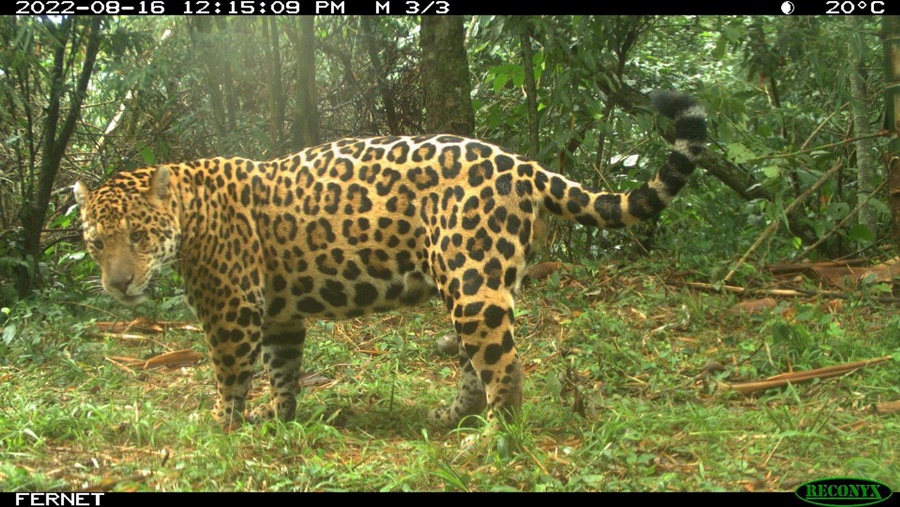 Monitoreo poblacional de yaguaretés: Hay menos de 100 individuos en la selva misionera