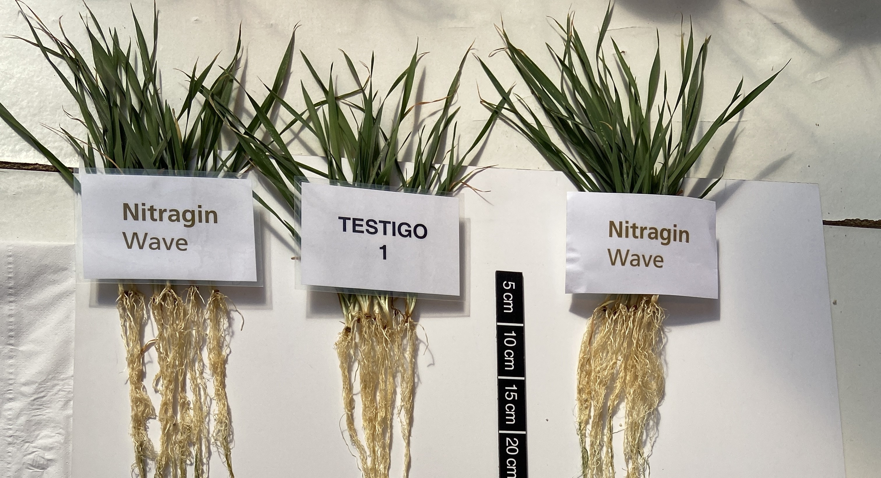 Ensayos muestran que la inoculación de una “súper” bacteria puede sumar más de 200 kilos por hectárea en trigo y cebada