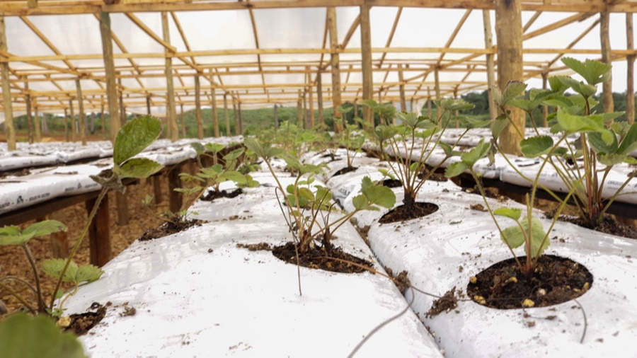 Promueven iniciativas destinadas a mujeres rurales mediante créditos para la producción