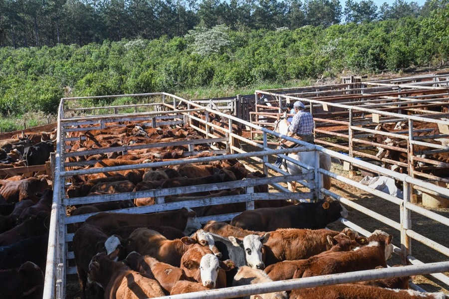 Misiones se posiciona como plaza de remates ganaderos
