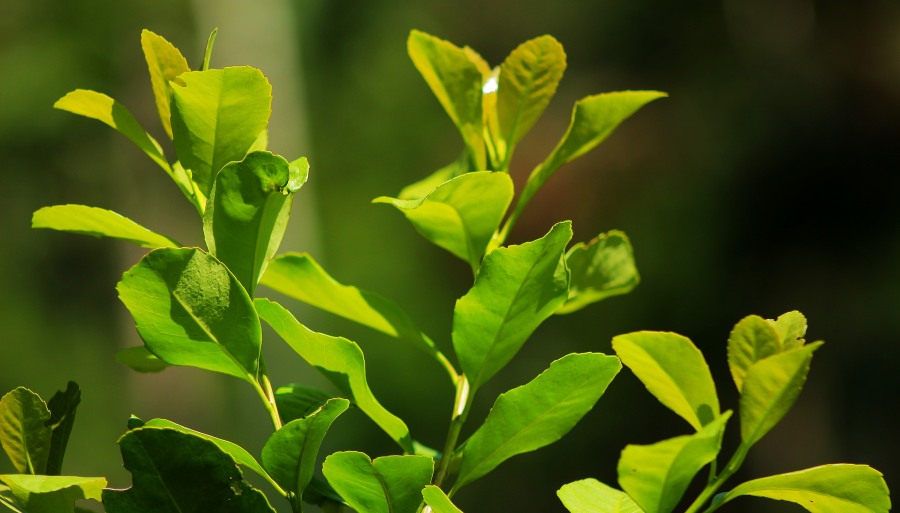Con mayor rentabilidad que el sistema tradicional, la yerba mate orgánica se consolida en la provincia de Misiones