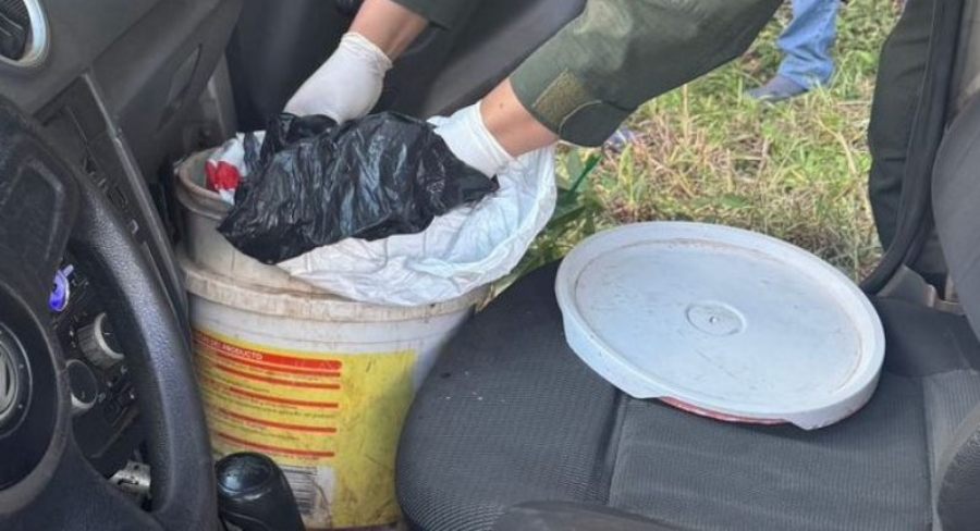 Dos personas involucradas en el traslado de cogollos de marihuana: Los implicados se trasladaban a bordo de un automóvil