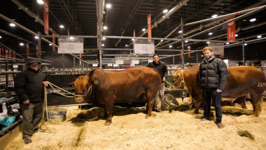 San Ignacio, una nueva raza carnicera desarrollada en la Universidad Católica de Córdoba
