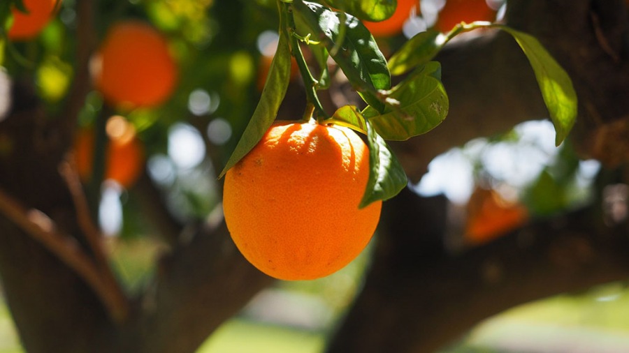 Una oportunidad para la citricultura en medio de una crisis histórica