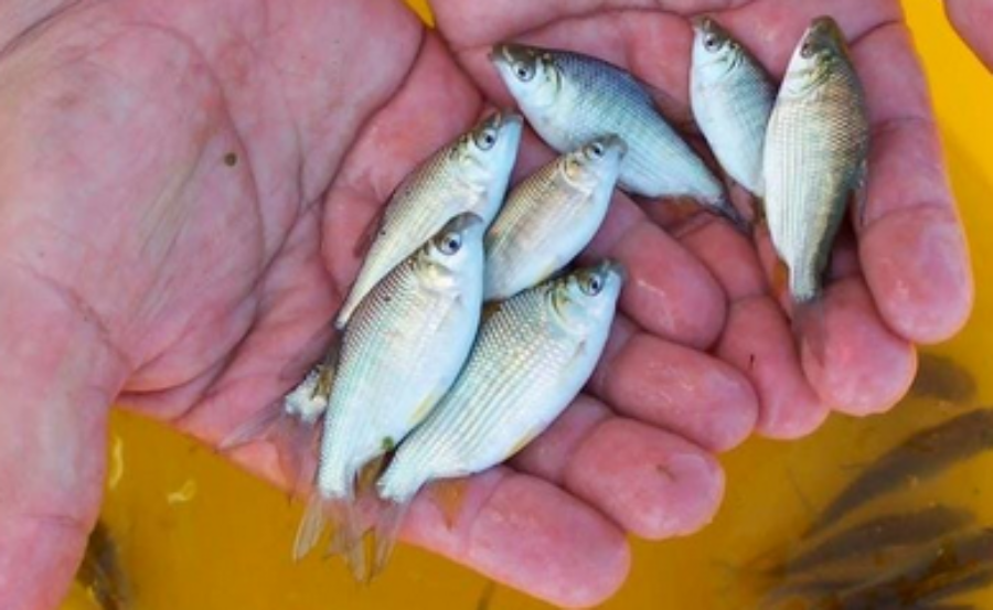 Misiones: Impulsan la actividad piscícola promoviendo el consumo de pescado de cultivo