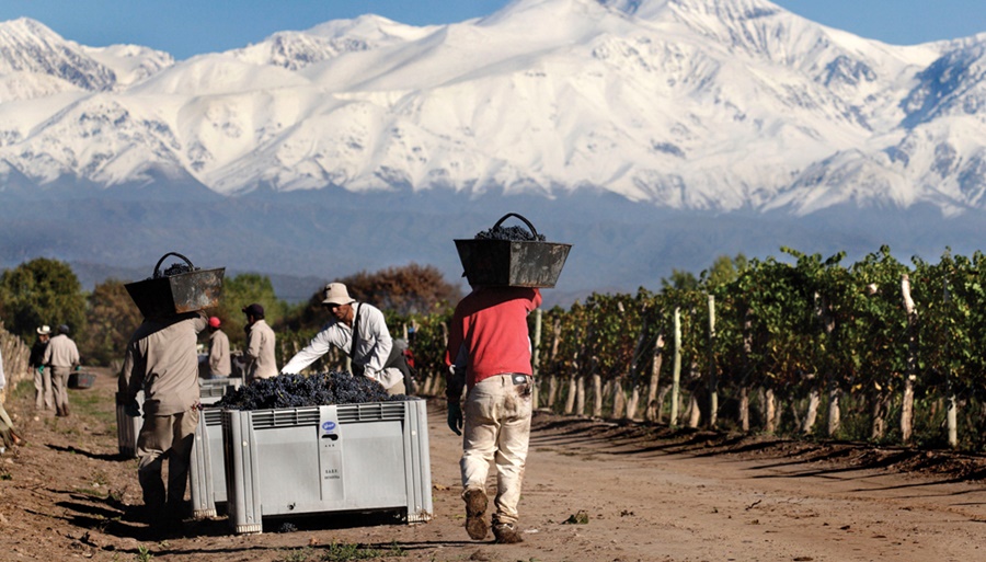 Sin brindis: Estiman la peor producción mundial de vino en más de 60 años