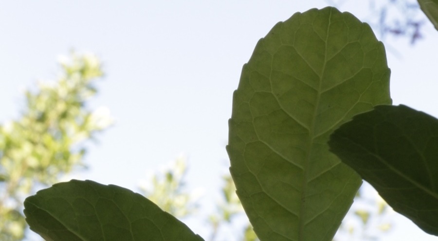 La sesión especial de los precios de la hoja verde y canchada de la yerba mate se reanudará el 29 de Febrero