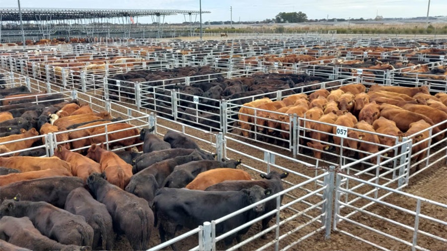 El precio de la hacienda cayó casi 20% durante la última semana