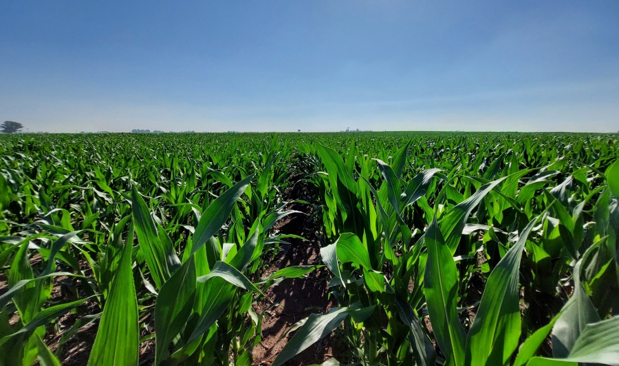 Descarbonizar la producción de maíz es posible a través de la nutrición