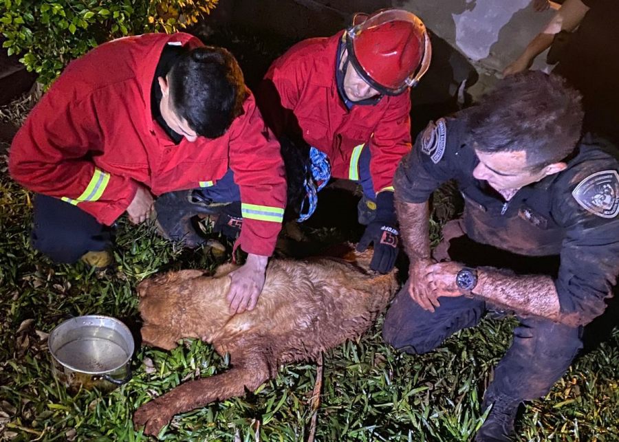 Apóstoles: Conmovedor rescate de un perro labrador que había caído a un pozo y trasladó de inmediato a una veterinaria para su atención, estuvo desaparecido cinco días