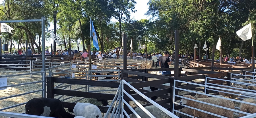 Misiones: Un nuevo remate de ovinos y caprinos tuvo lugar en la cabaña La Armonía en el Municipio de San José