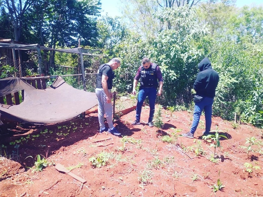 Misiones: Secuestraron plantines de cannabis en una vivienda de Concepción de la Sierra