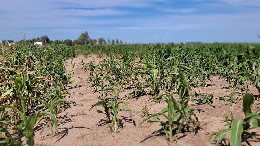 Proyectan un nuevo evento "Niña" para Octubre 2024