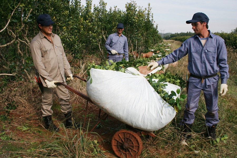 La Secretaría de Agricultura, Ganadería y Pesca de la Nación fijó los nuevos precios para la materia prima