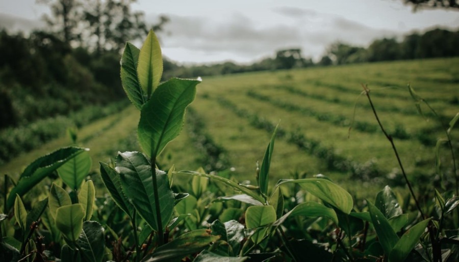 Misiones: Por cuatro años consecutivos la COPROTÉ acordó el precio para iniciar la zafra