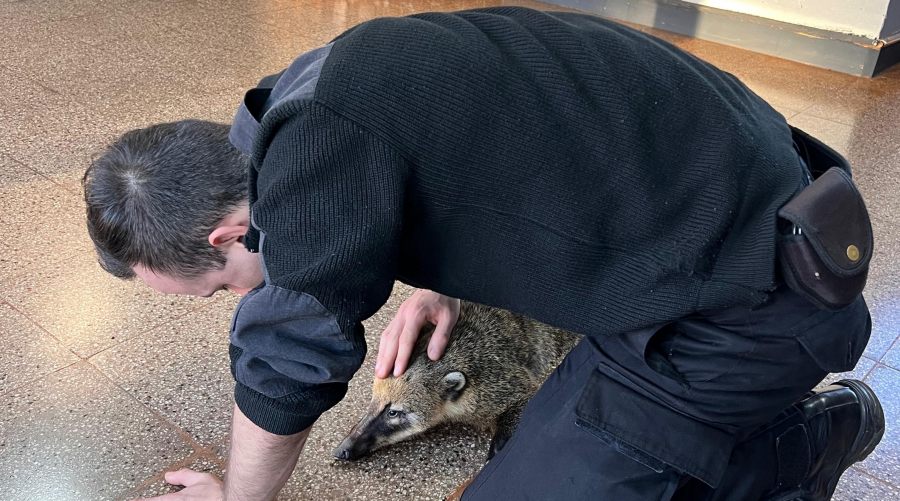 Oberá: Rescataron un coati atropellado por un automóvil en un camino vecinal, el animal fue identificado y resguardado por un vecino de la zona
