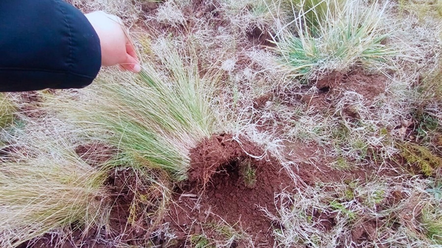 Productores bonaerenses controlan malezas sin mover el suelo