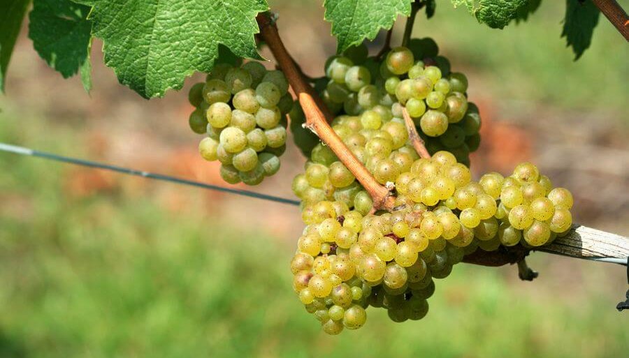 En la cadena del vino celebran el fin de las retenciones industriales: Un alivio fiscal de 400 millones de pesos