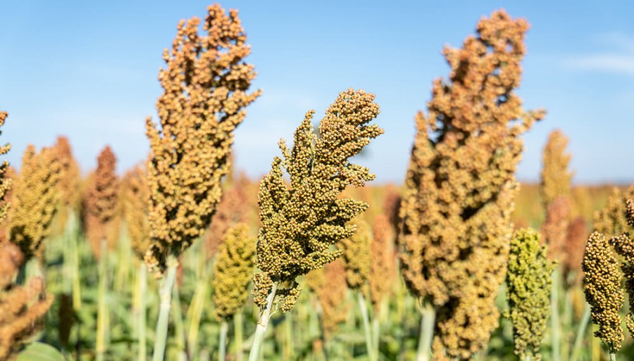 Radiografía del sorgo, un cultivo con todo el potencial para dar el salto productivo