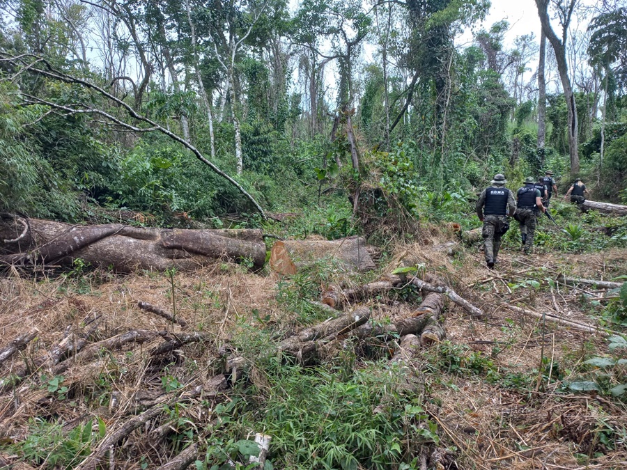 Misiones: Frustraron el robo de madera nativa en un campo de San Pedro
