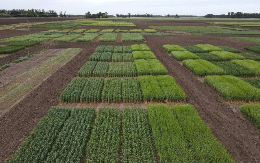 ALZ-Agro en Expo Cereales 2024: Innovación en soluciones biológicas para potenciar cultivos de trigo y cebada