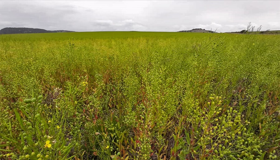 El cultivo del año: Otra gigante del agro anunció su apuesta por la camelina para producir biodiésel