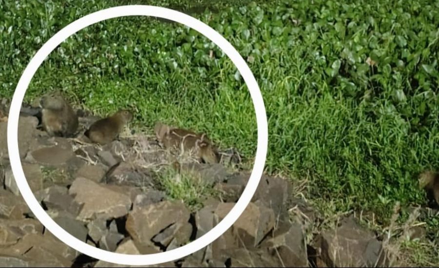 Carpinchos en la Costanera Oeste de la ciudad de Posadas: Atractivo turístico y llamado al cuidado ambiental