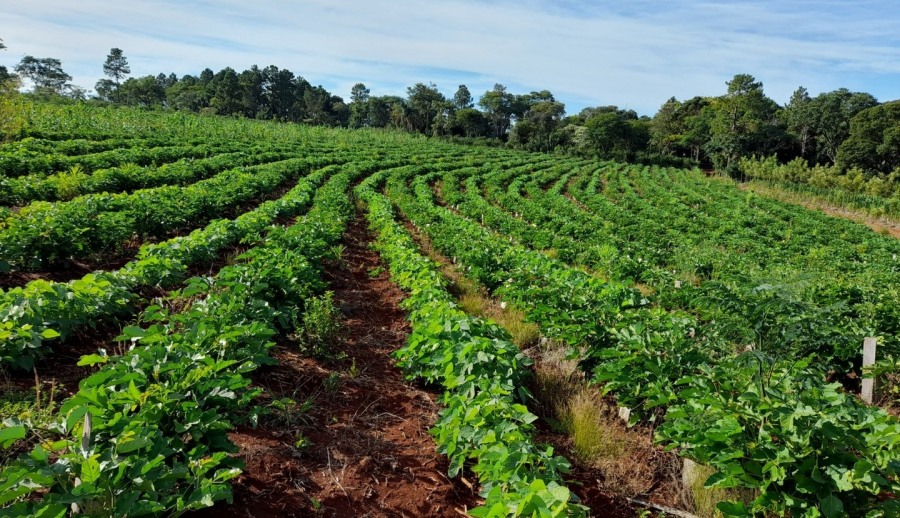 Misiones: En la chacra de Novosak, las cubiertas verdes también dan sombra a la yerba mate en sus primeros meses de crecimiento