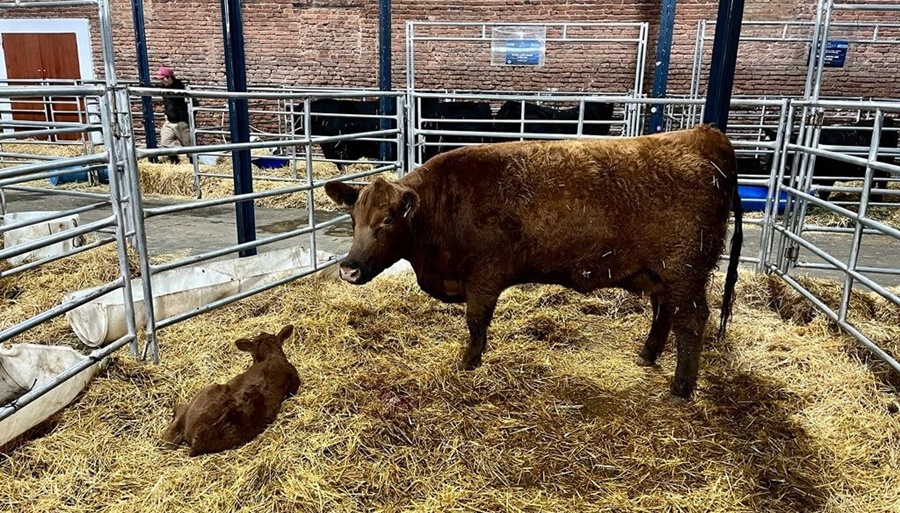 La genética bovina argentina pide pista en los mercados externos, con tres objetivos claros