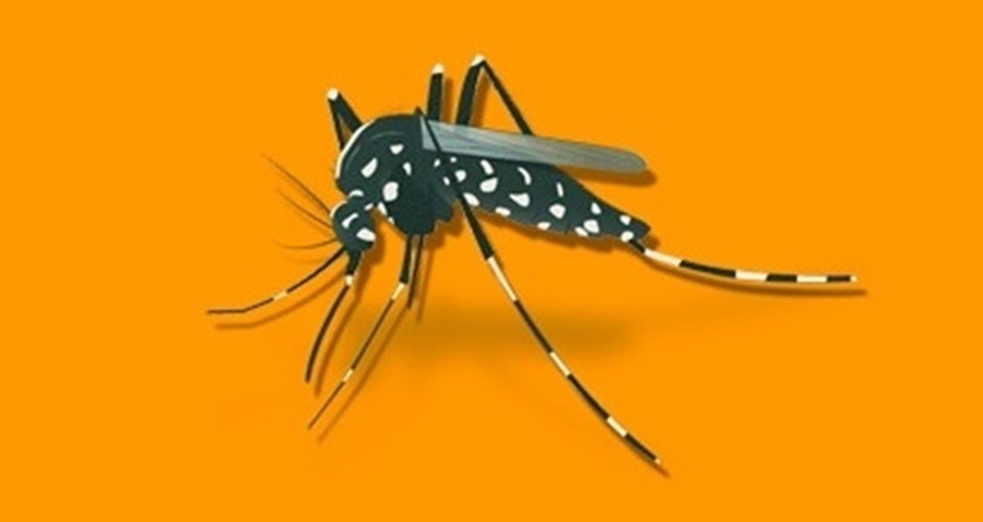 Misiones: Falleció una mujer de 67 años por Dengue en la ciudad de Eldorado, según informa el Ministerio de Salud Pública de la Provincia en un comunicado